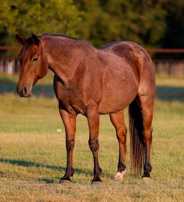 ranch-work-quarter-horse