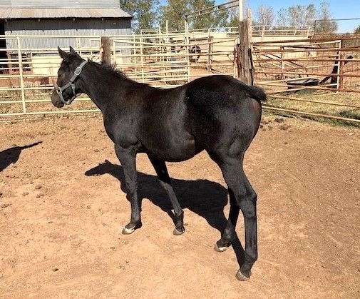 grey-pastern-horse