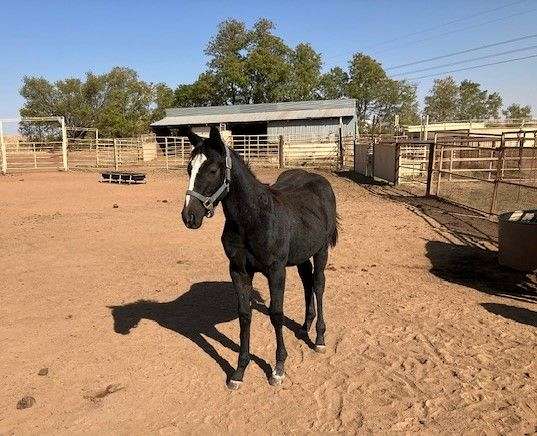 stripe-horse