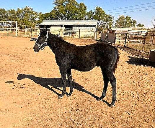 quarter-colt-horse