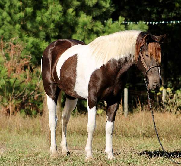 tobiano-4-stockings-horse