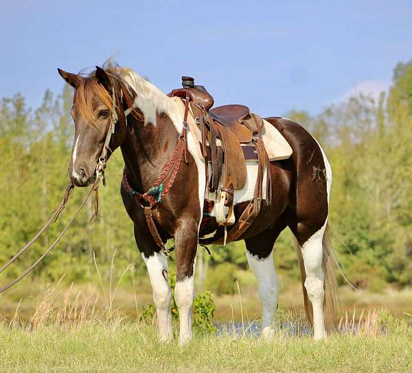 athletic-quarter-horse