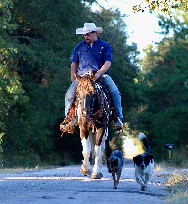 beginner-quarter-horse