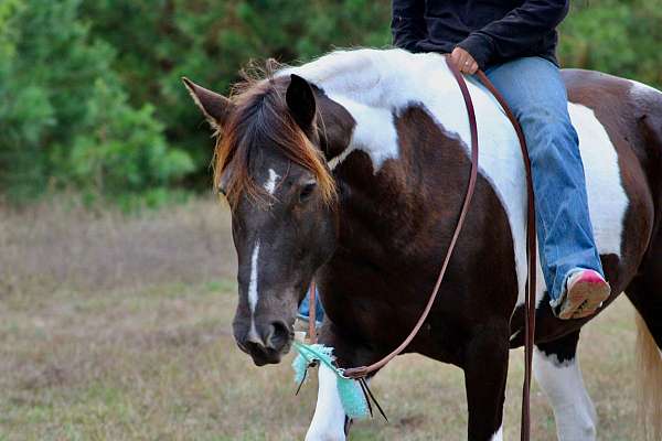 flashy-quarter-horse