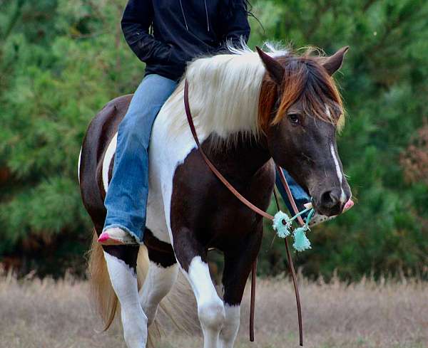 husband-safe-quarter-horse