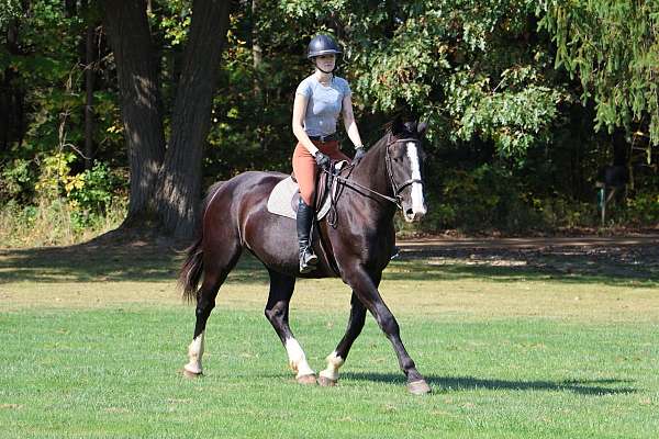 ri-dutch-warmblood-horse