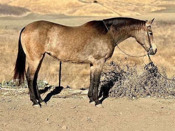 buckskin-star-horse