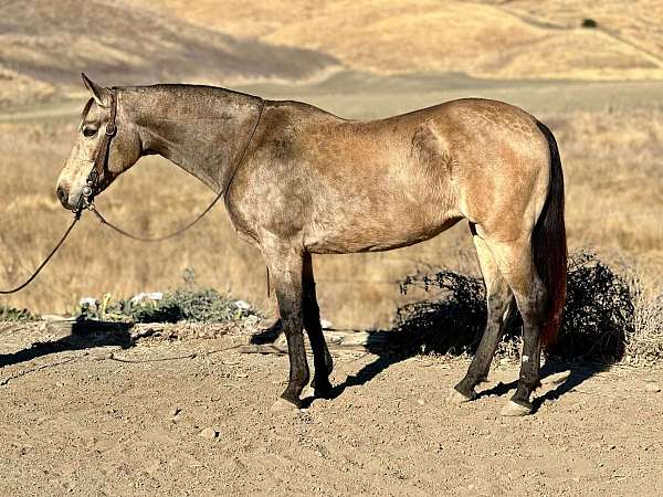 quarter-horse