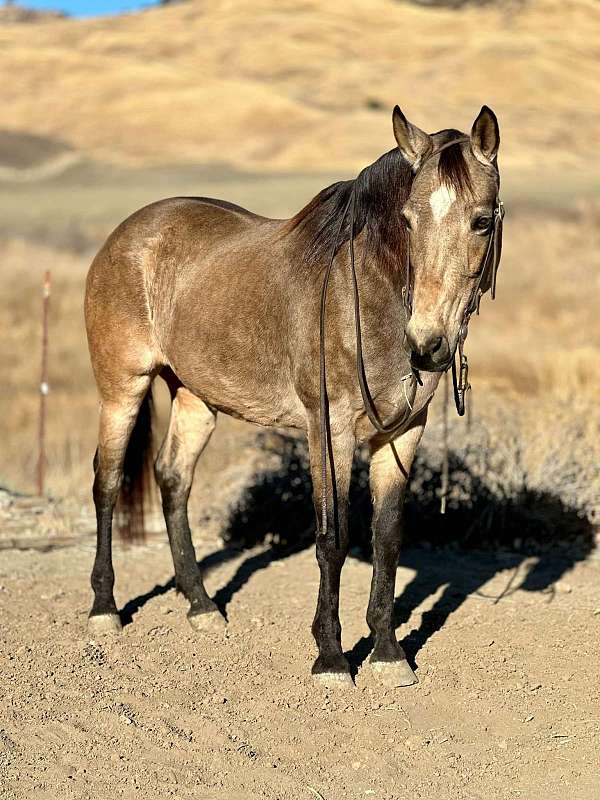 beginner-safe-quarter-horse