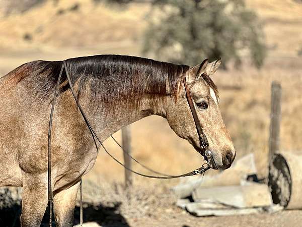 ranch-work-quarter-horse