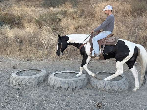 husband-safe-quarter-horse