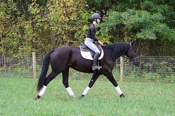 beginner-safe-quarter-horse