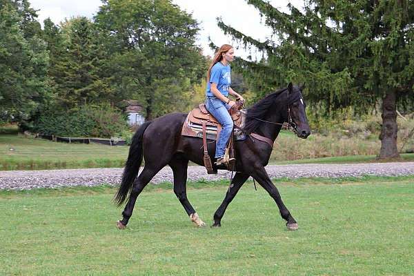 ranch-work-quarter-horse