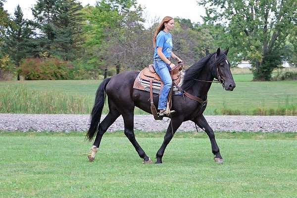 trail-quarter-horse