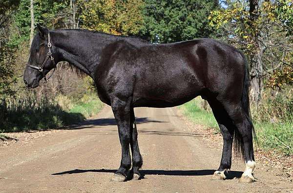 athletic-quarter-horse