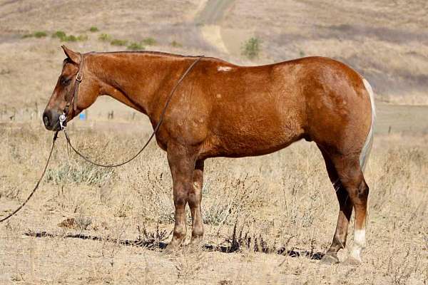 palomino-star-horse