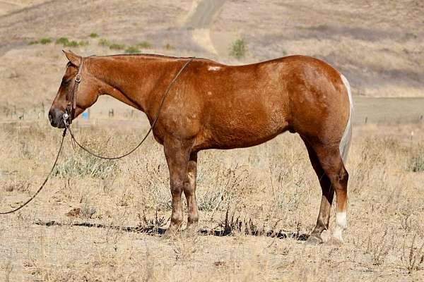 beginner-safe-quarter-horse