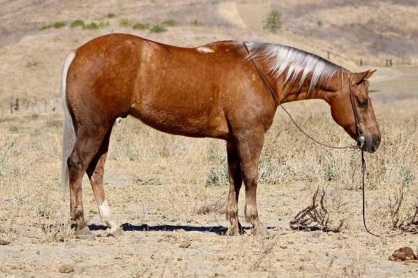 ranch-work-quarter-horse