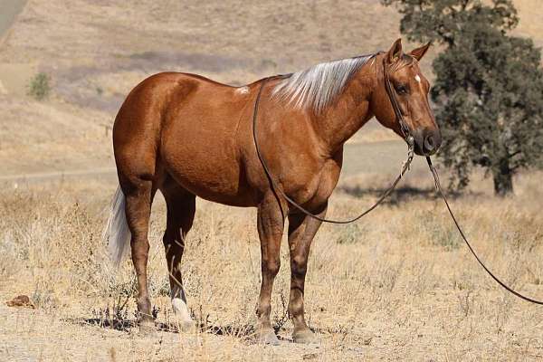 family-horse-quarter