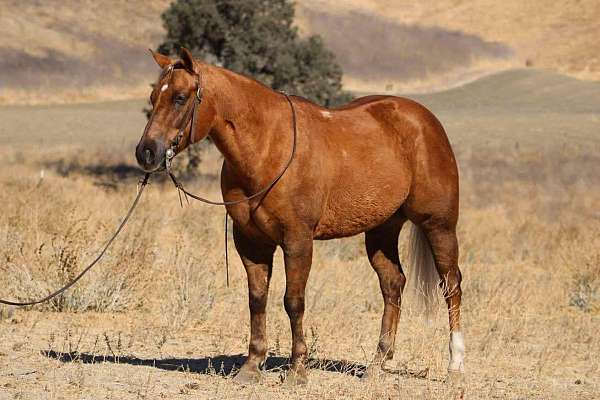 trail-quarter-horse