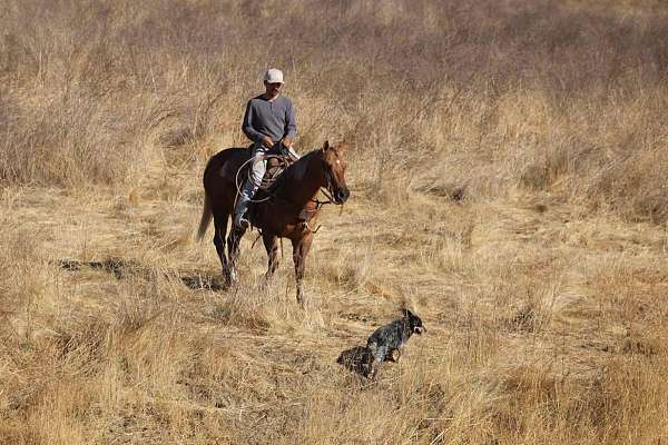 experienced-quarter-horse