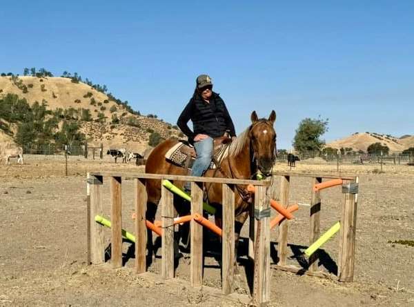 husband-safe-quarter-horse