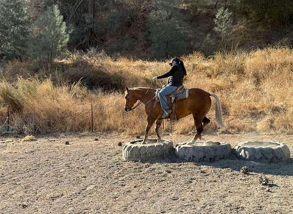 kid-safe-quarter-horse