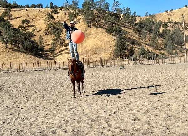 ranch-quarter-horse