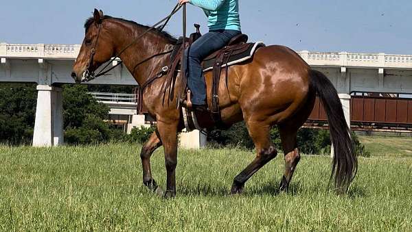 ranch-work-quarter-horse