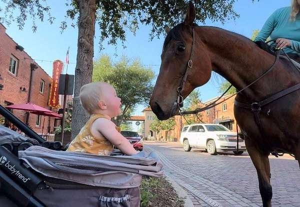 all-around-quarter-horse