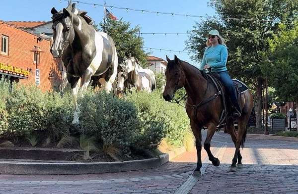 athletic-quarter-horse