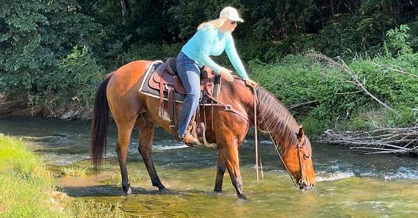 family-horse-quarter