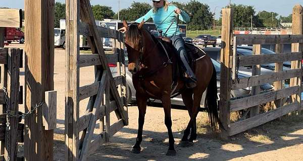 ranch-quarter-horse