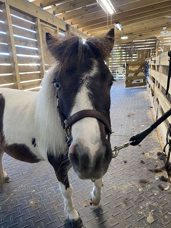 double-registered-miniature-paint-horse