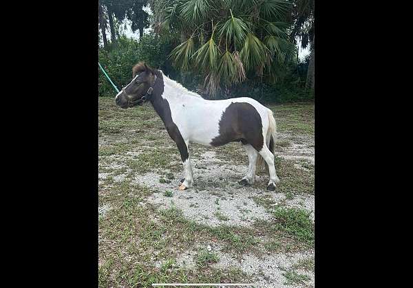 brown-miniature-paint-horse