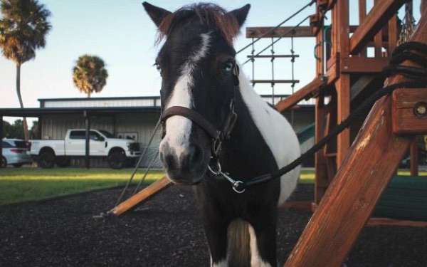 brown-miniature-paint-gelding