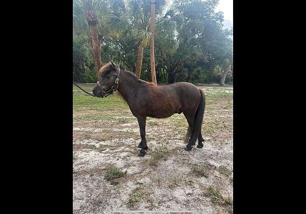 miniature-horse-for-sale