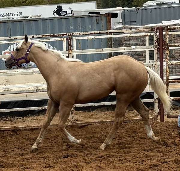 triple-registered-halter-show-horse