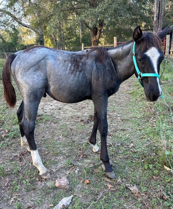 blue-roan-white-blaze-on-face-horse