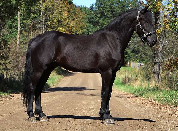 all-around-friesian-horse