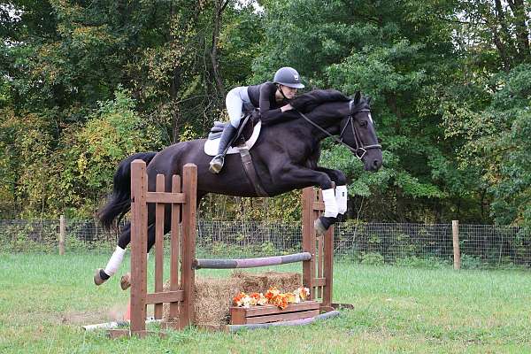 all-around-warmblood-horse