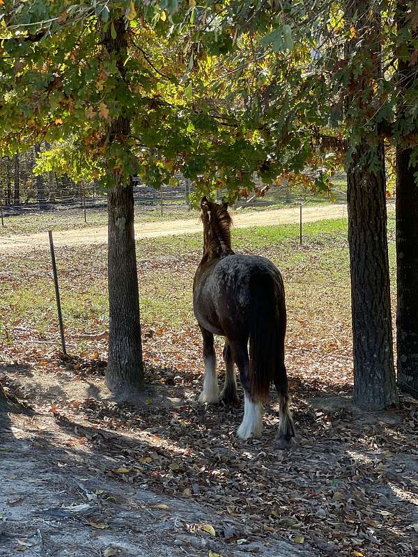 blanket-but-4-white-socks-horse