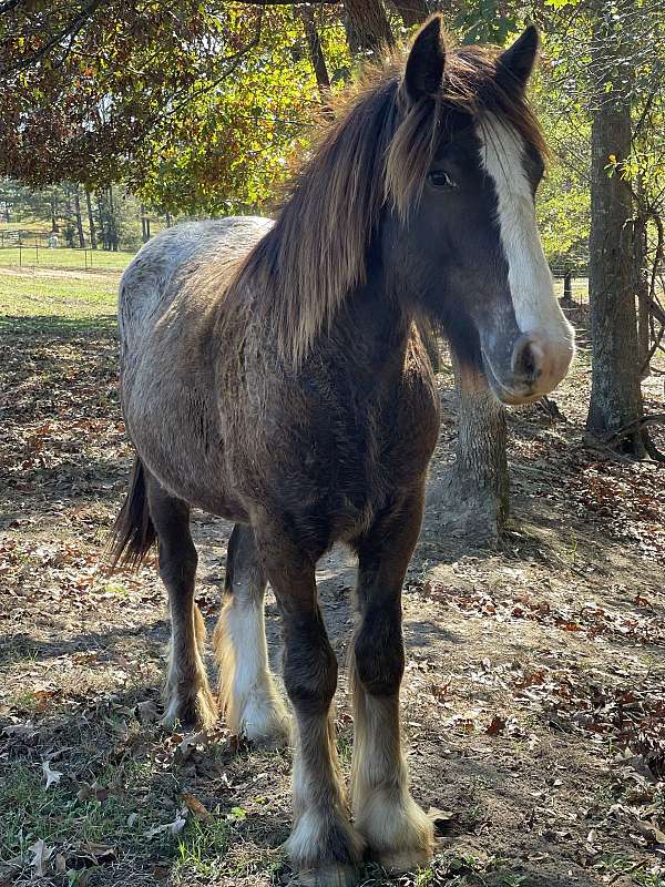 black-blanket-but-4-white-socks-horse