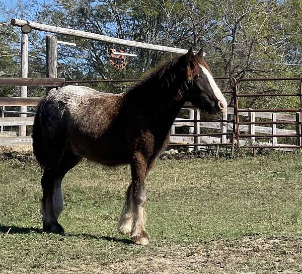 black-gypsy-vanner-gelding