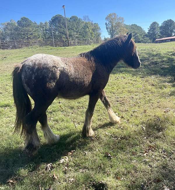 black-gvhs-gelding