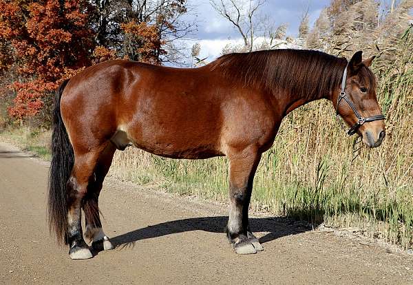 ranch-ver-draft-horse