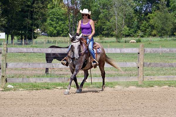 all-around-andalusian-horse