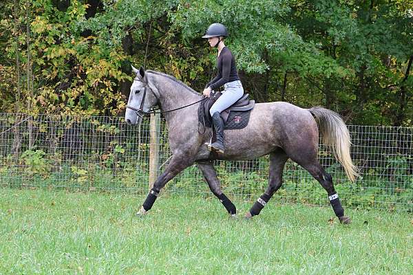 ranch-vers-warmblood-horse