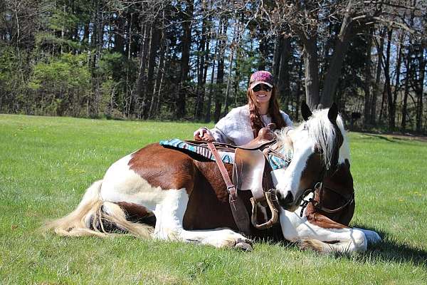 classical-gypsy-vanner-pony