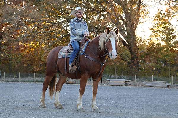 n-haflinger-horse